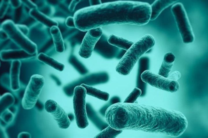 Las bacterias que viven en el intestino