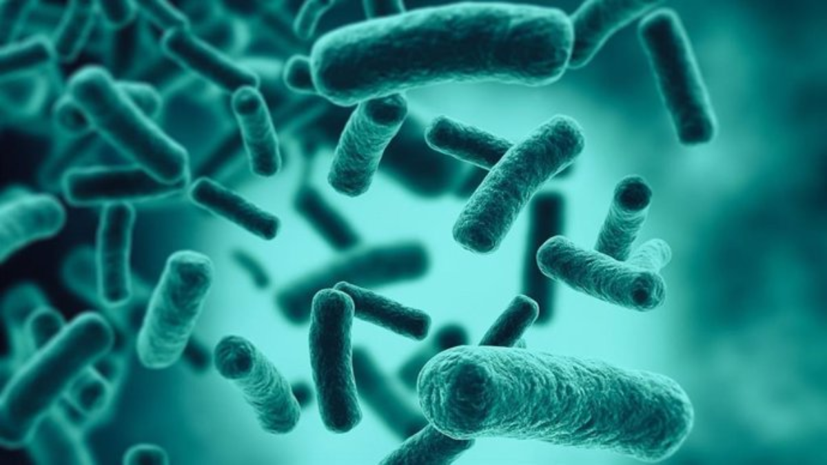 Las bacterias que viven en el intestino