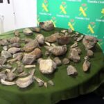 Detenidos por expoliar más de cien restos de mamuts