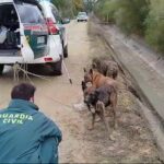 La Guardia Civil rescata a tres perros de una muerte segura