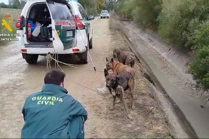 La Guardia Civil rescata a tres perros de una muerte segura