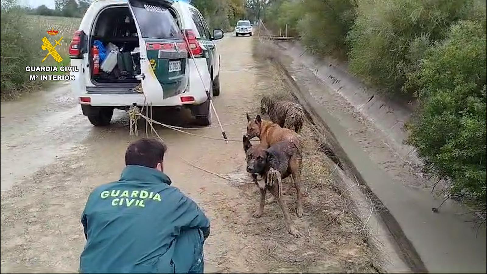 La Guardia Civil rescata a tres perros de una muerte segura