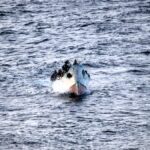 La Guardia Civil investiga la aparición de cadáveres de migrantes atados de pies y manos en aguas de Baleares