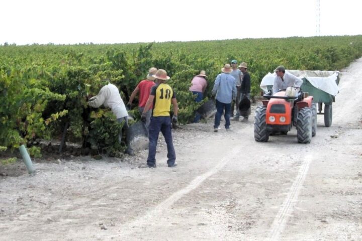 Comienza la vendimia en la comarca cordobesa de Montilla-Moriles con la previsión de alcanzar los 18 millones de kilos