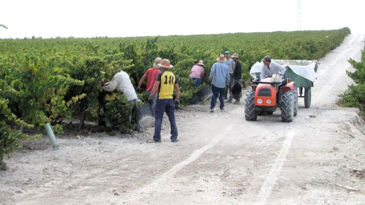 Comienza la vendimia en la comarca cordobesa de Montilla-Moriles con la previsión de alcanzar los 18 millones de kilos