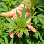 El Gobierno aprueba recetar cannabis para patologías en las que otros fármacos no sean eficaces