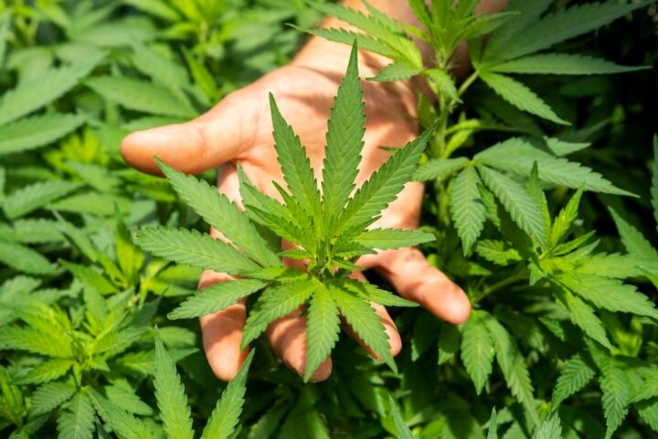 El Gobierno aprueba recetar cannabis para patologías en las que otros fármacos no sean eficaces