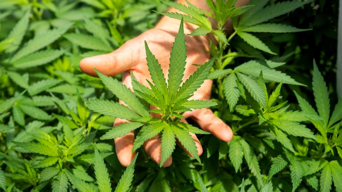 El Gobierno aprueba recetar cannabis para patologías en las que otros fármacos no sean eficaces