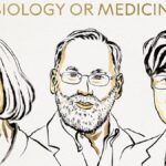 El Nobel de Medicina premia los descubrimientos para que el sistema inmune no ataque los tejidos de su propio cuerpo