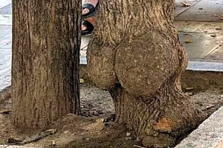 El 'árbol culo' de Granada, un fenómeno en las redes