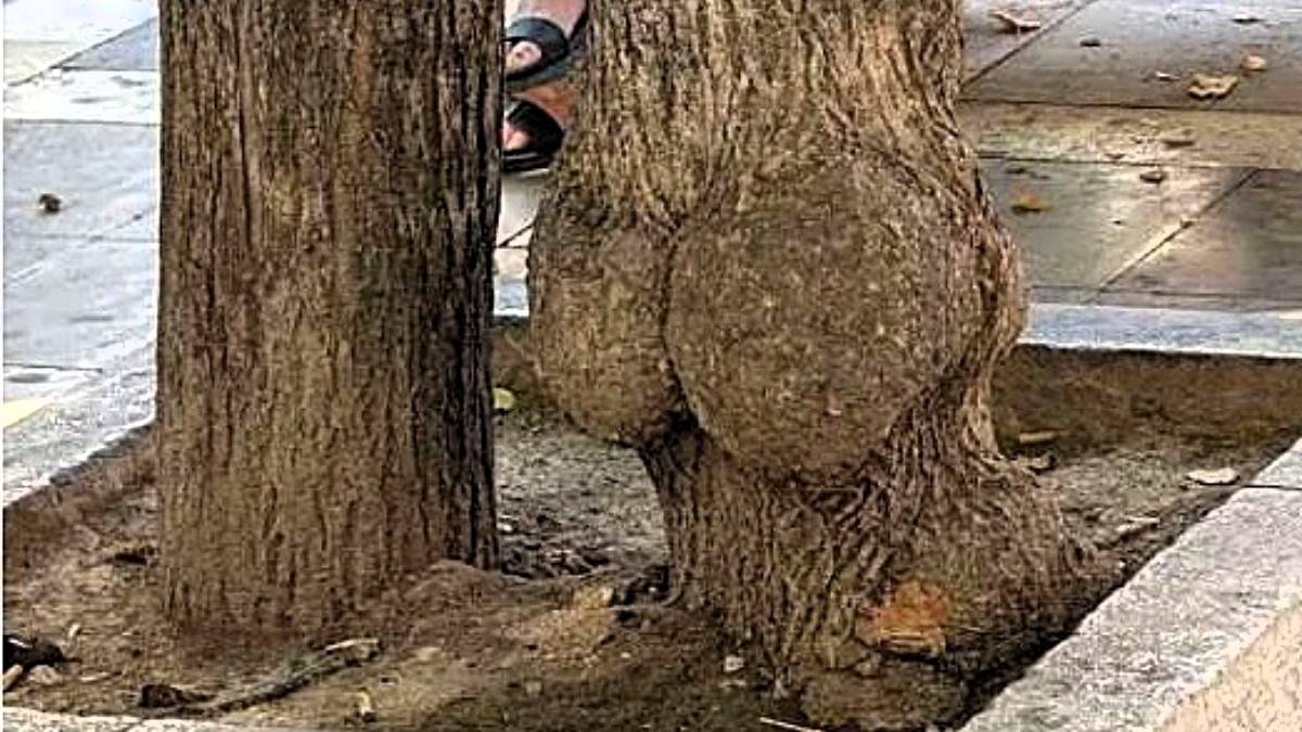 El 'árbol culo' de Granada, un fenómeno en las redes